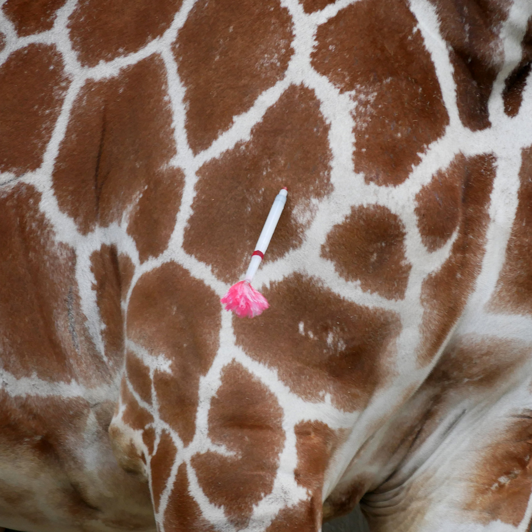 Bulls Eye im Allwetterzoo