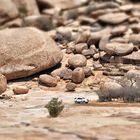 Bulls Party - Namibia