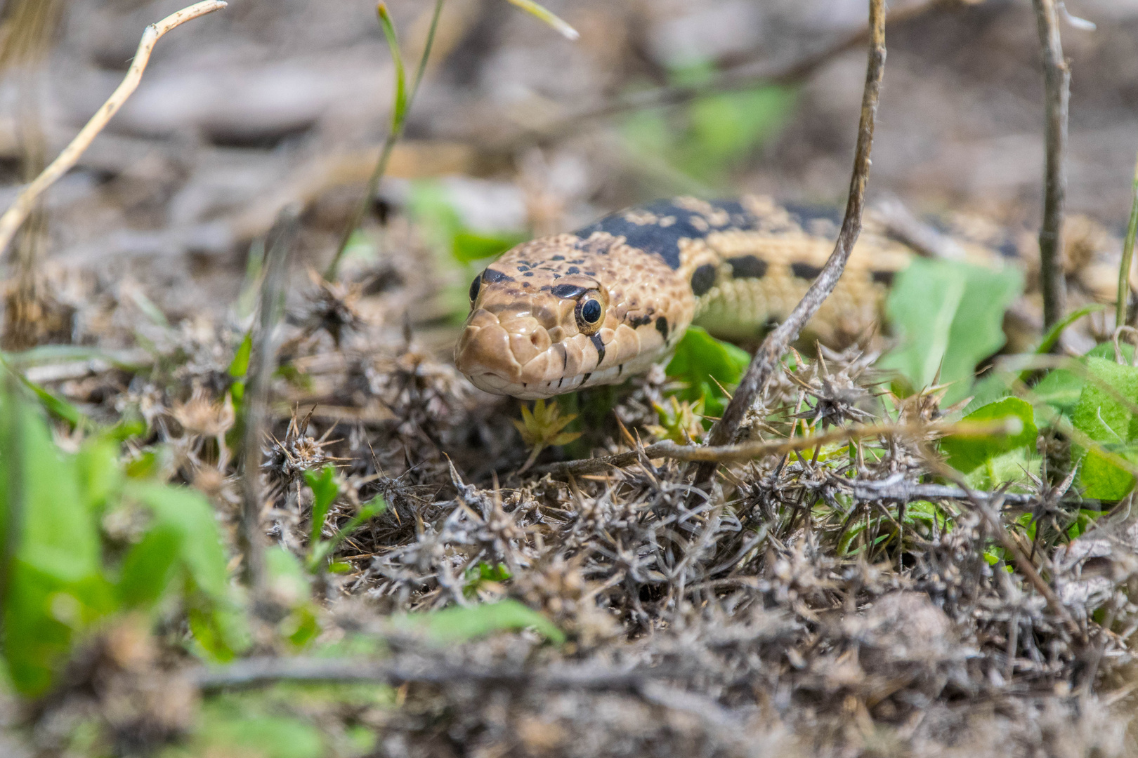 Bullsnake