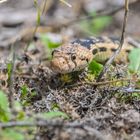 Bullsnake