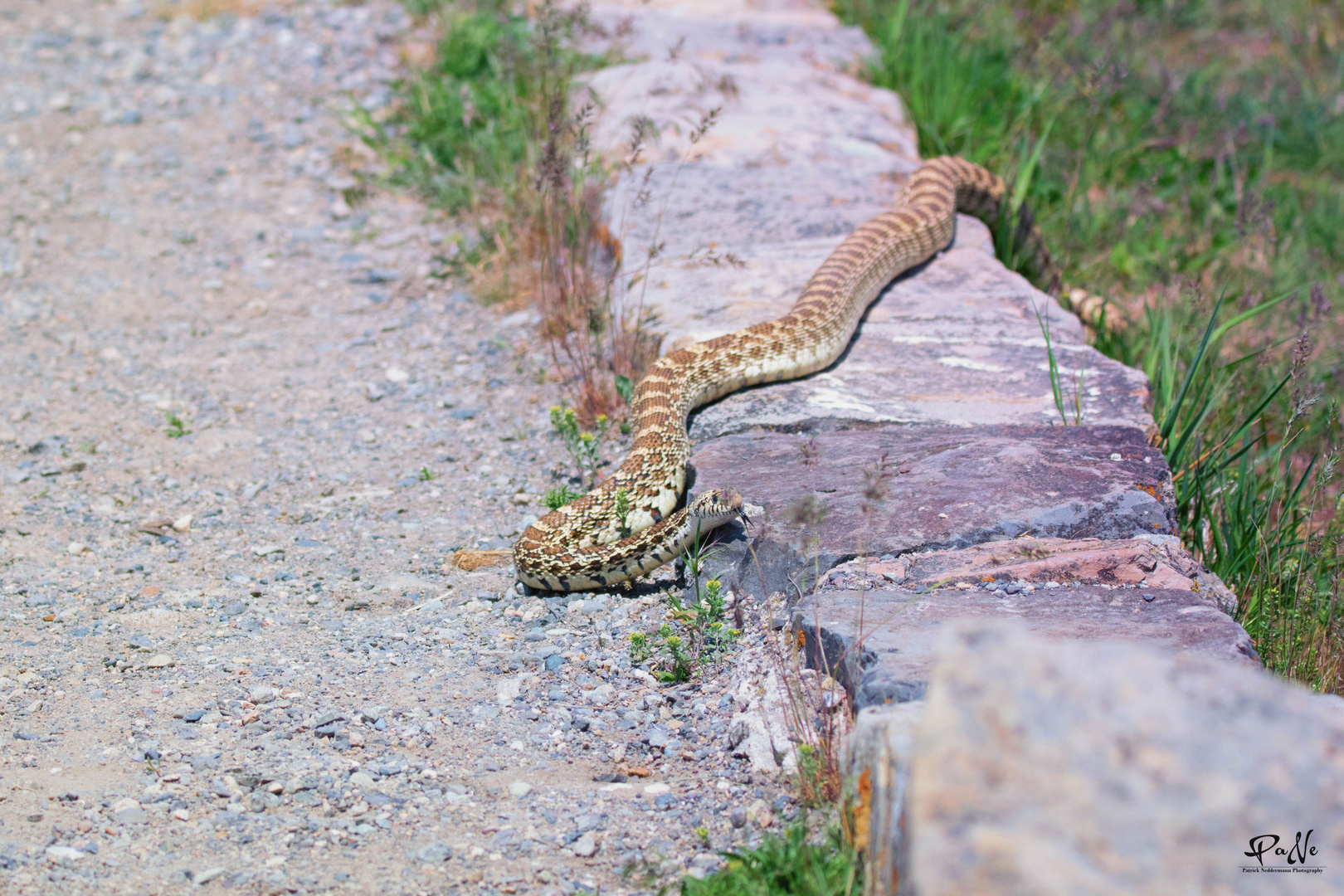 Bullsnake