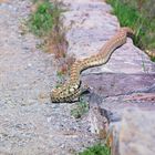 Bullsnake