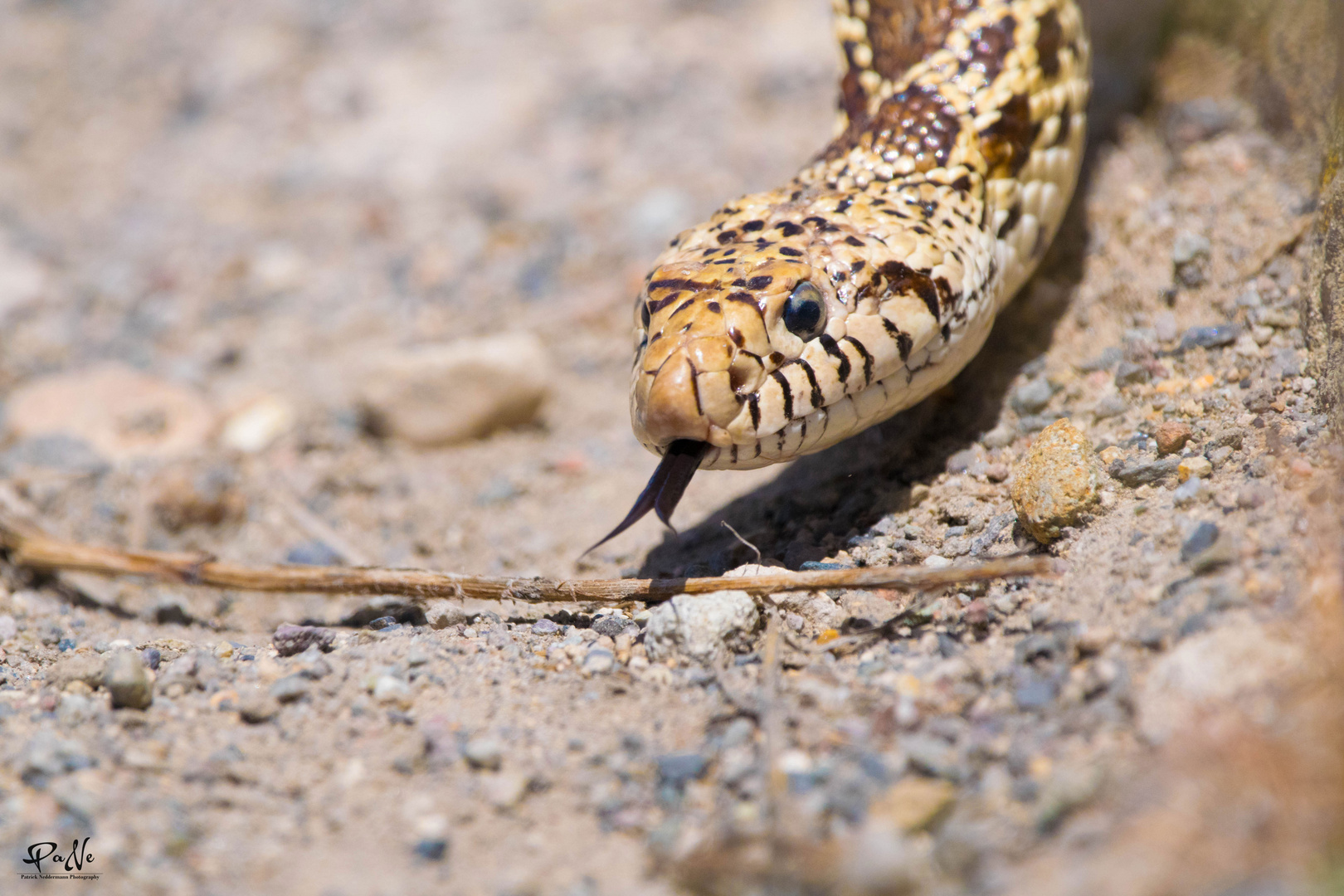 Bullsnake