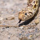 Bullsnake