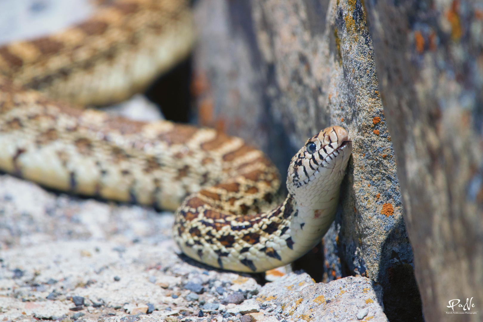 Bullsnake