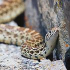 Bullsnake