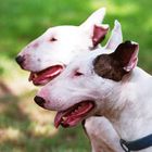 Bullterrier