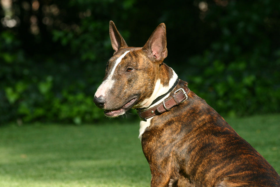 bullterrier