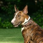 bullterrier