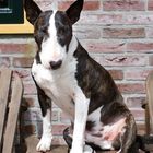 bullterrier