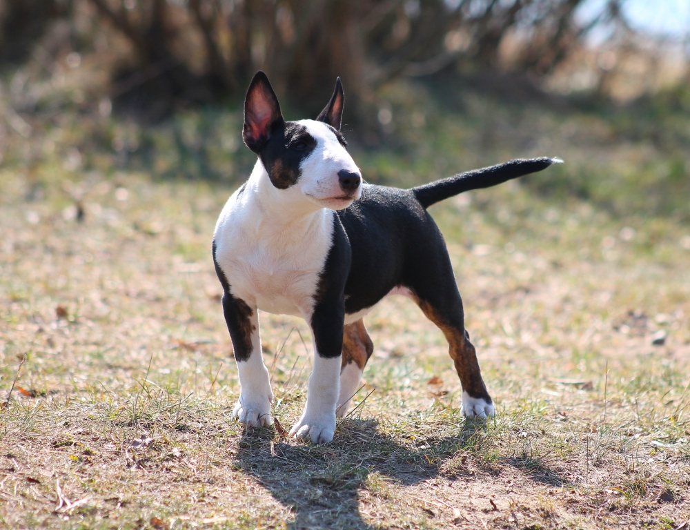 Bullterrier