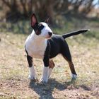 Bullterrier