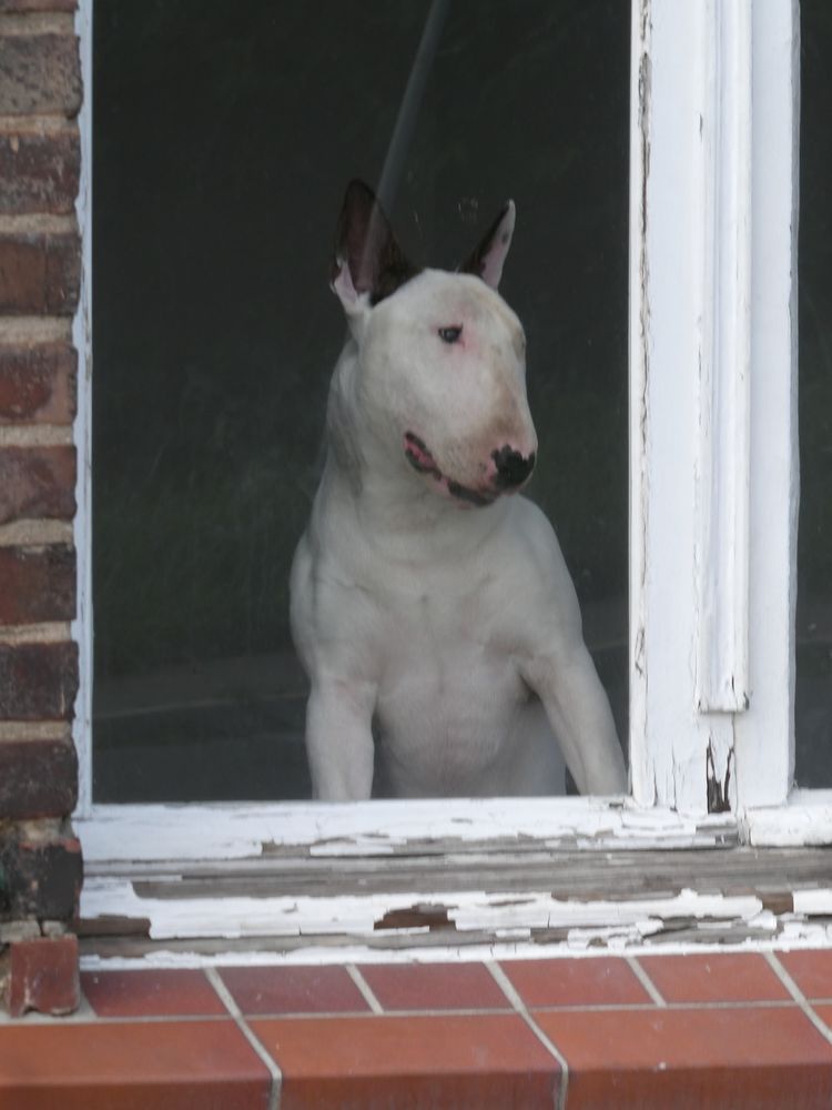 Bullterrier am Fenster