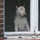 Bullterrier am Fenster