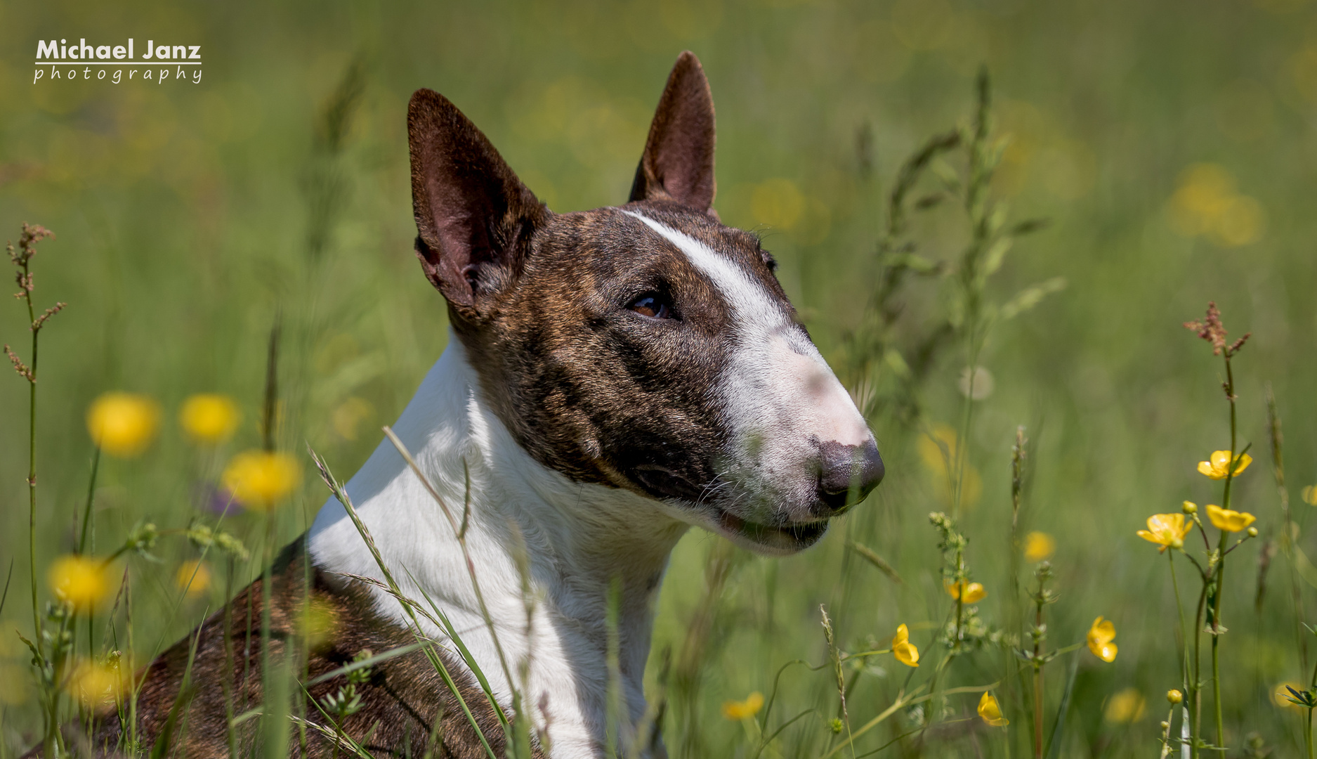 Bullterrier....