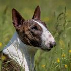 Bullterrier....