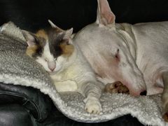 Bullterrier - 'Kampfhund beim erdrücken einer europäischen Hauskatze' - ;-)