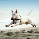 Bullterrier Tequila