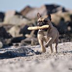 Bully am Strand