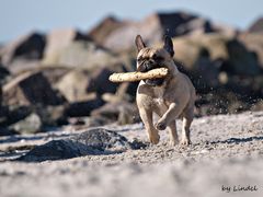 Bully am Strand