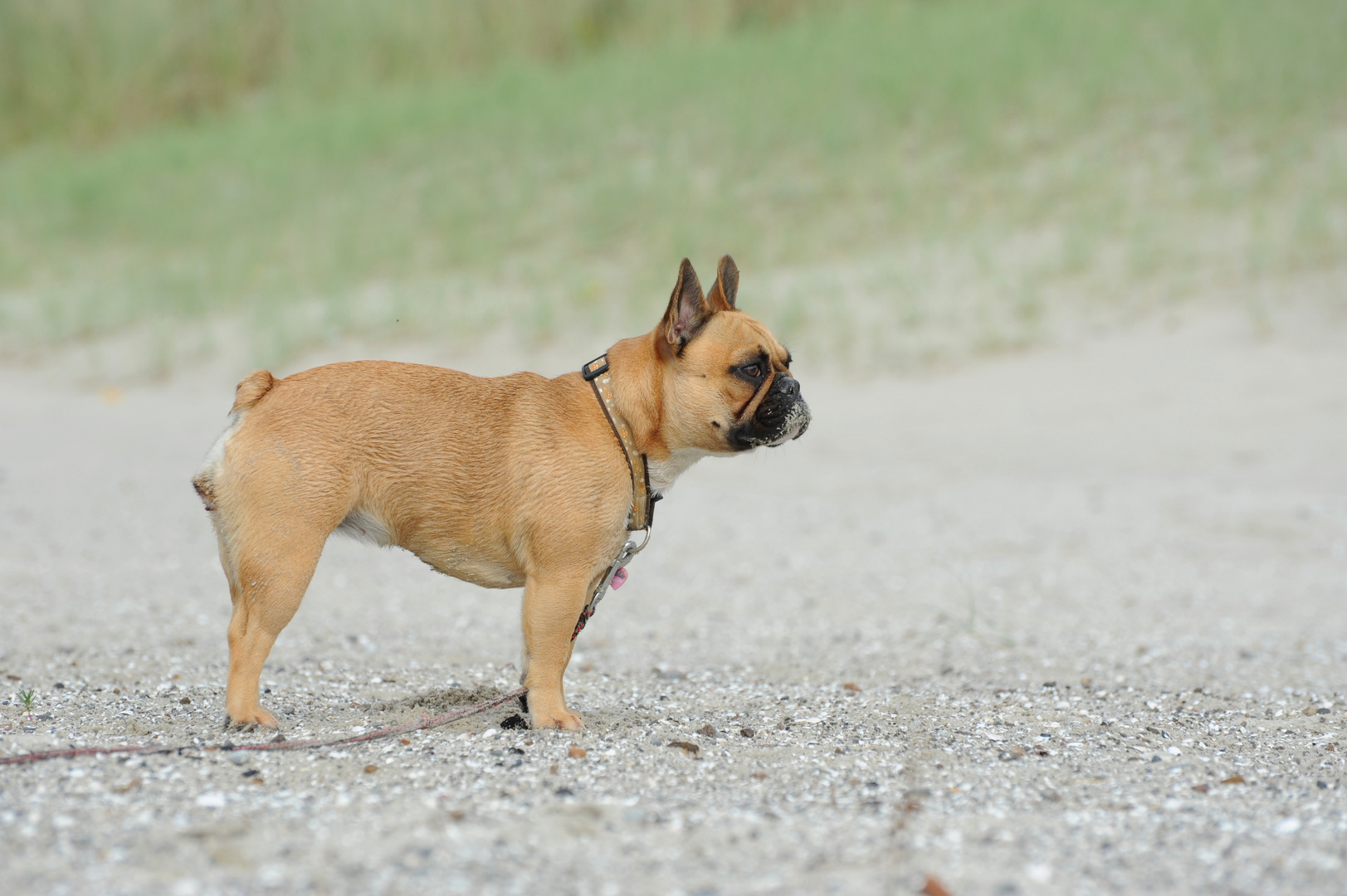 Bully Dame Lissy am Ostseestrand