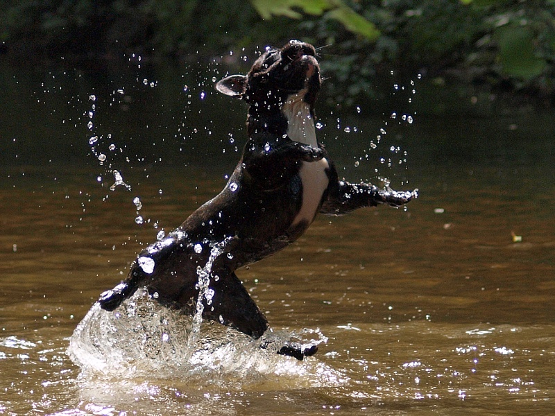 Bully im Fluss