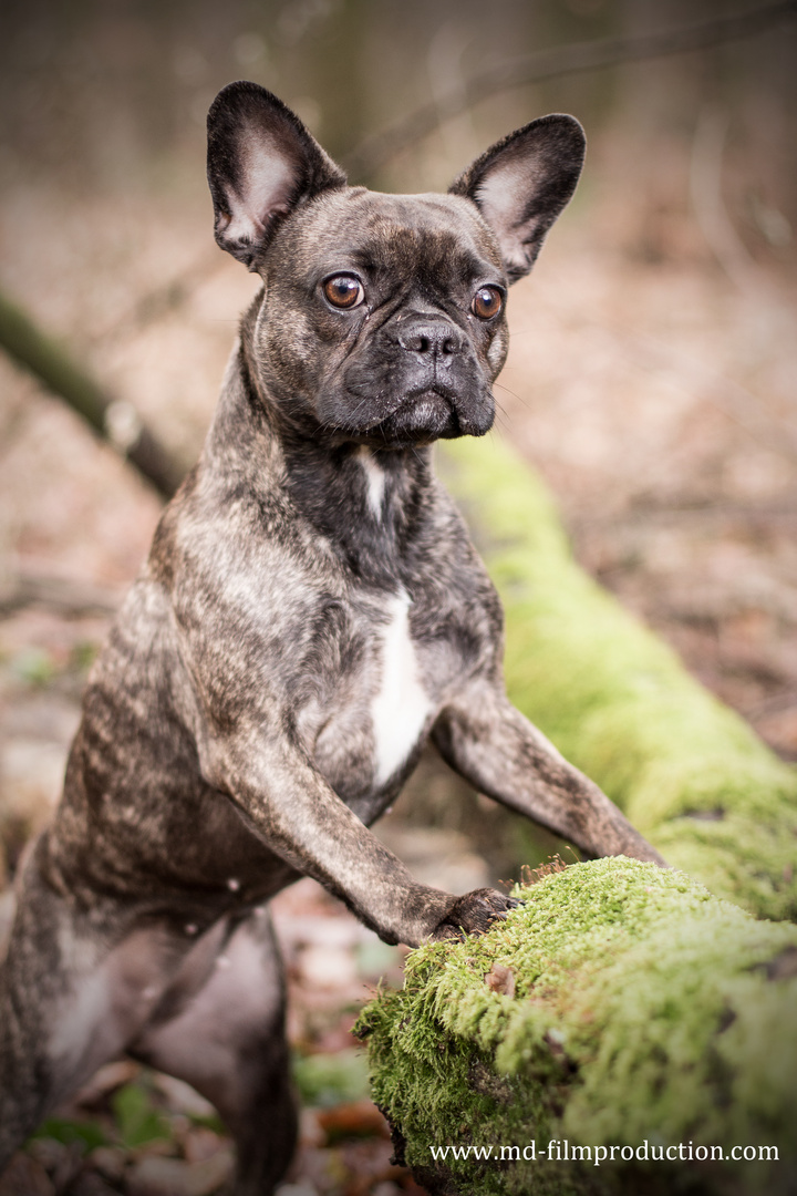 Bully im Wald