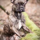 Bully im Wald