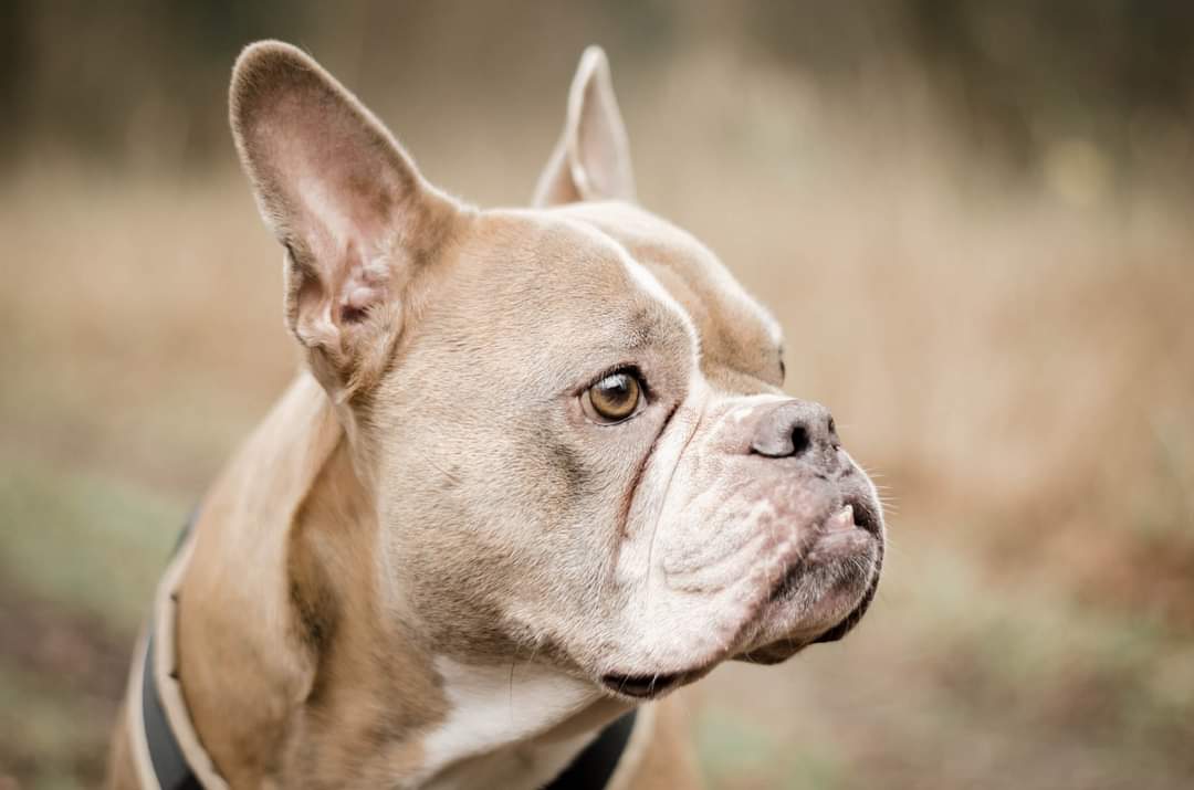 Bully Portrait 