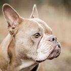 Bully Portrait 