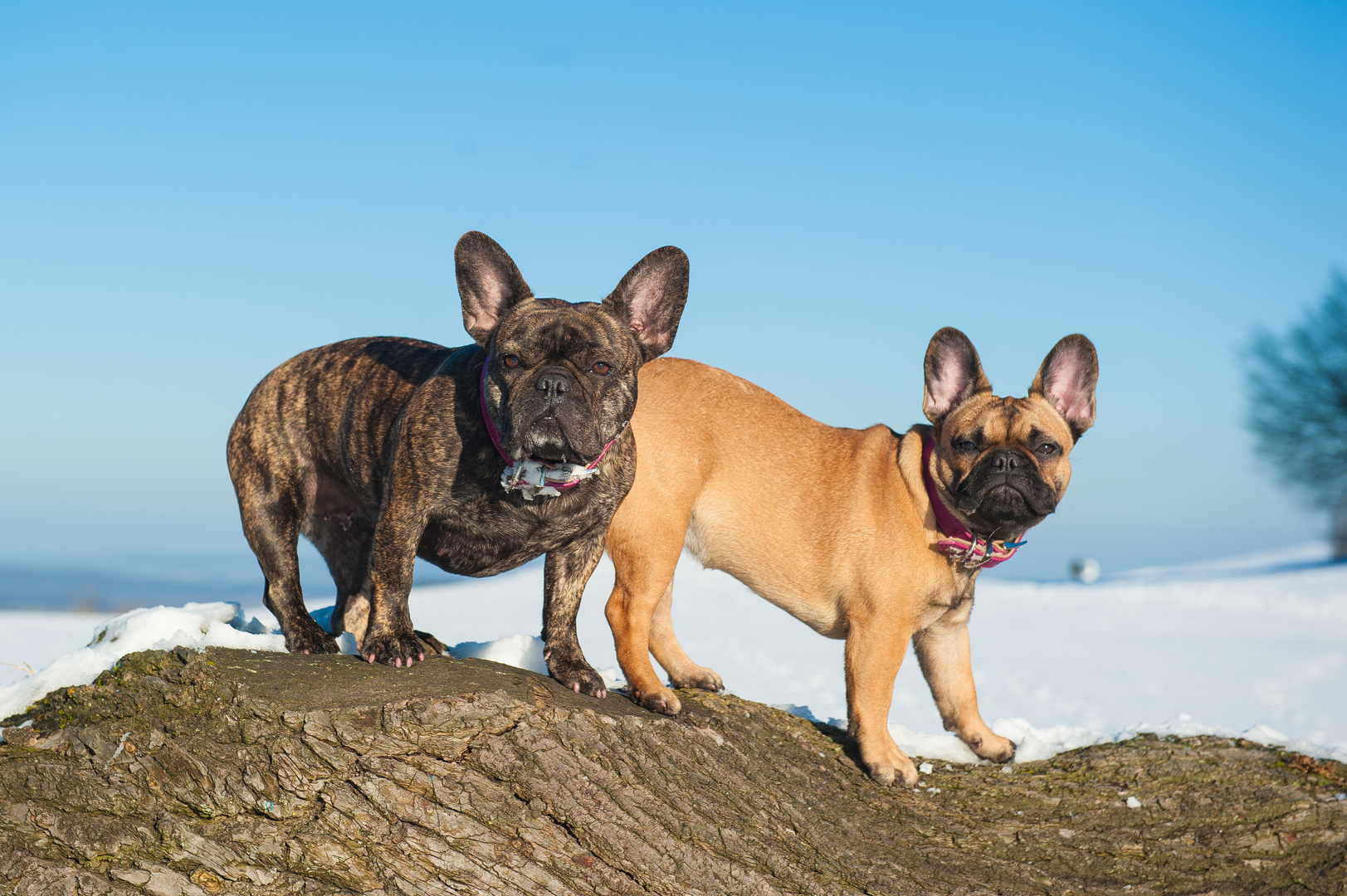 Bullyparade im Schnee