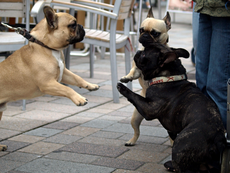 Bullytreffen in Westerland