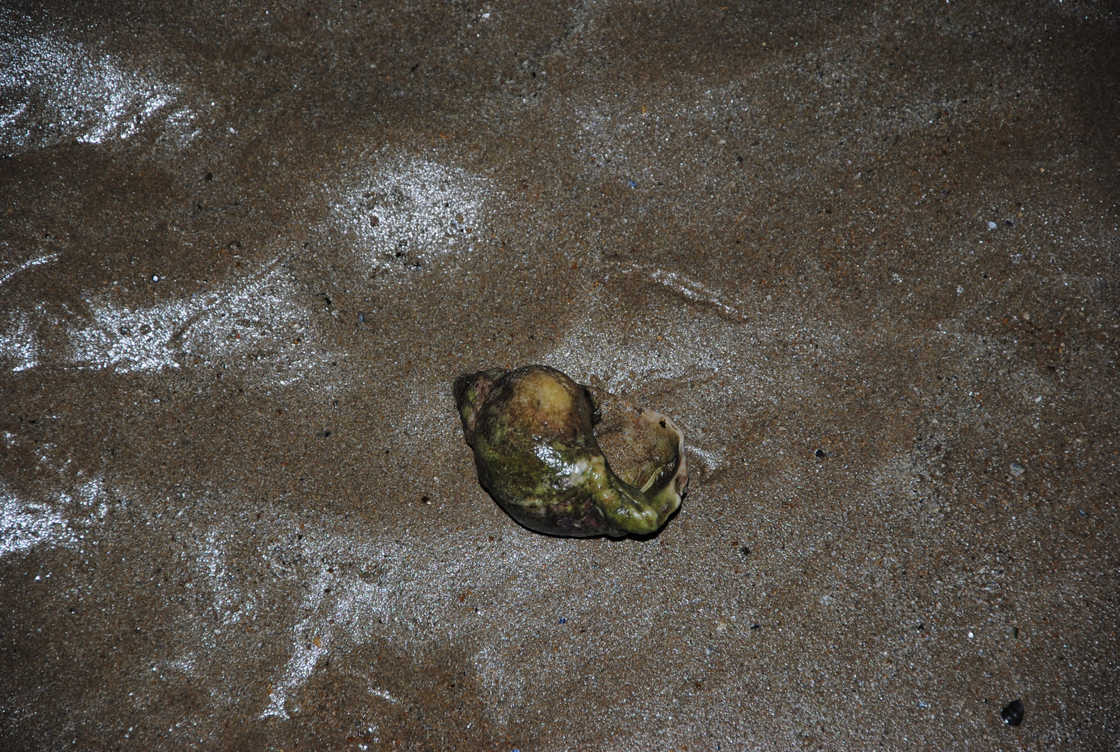 Bulot au clair de lune.