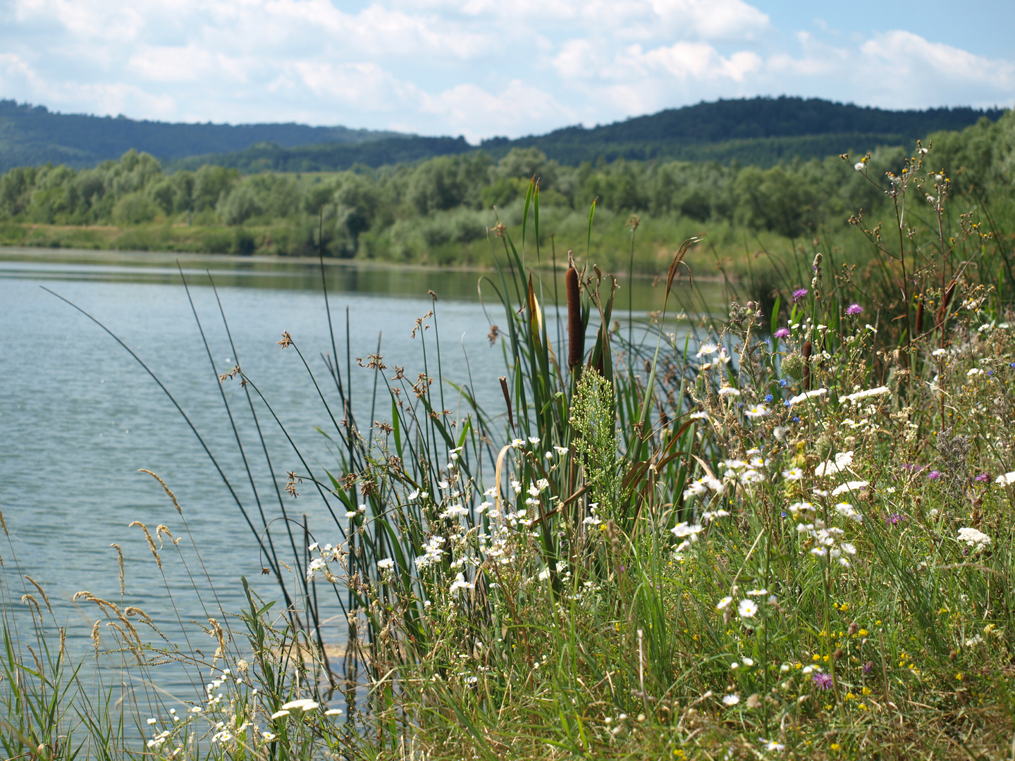 Bulrush 1