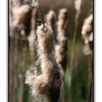 Bulrush