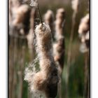 Bulrush