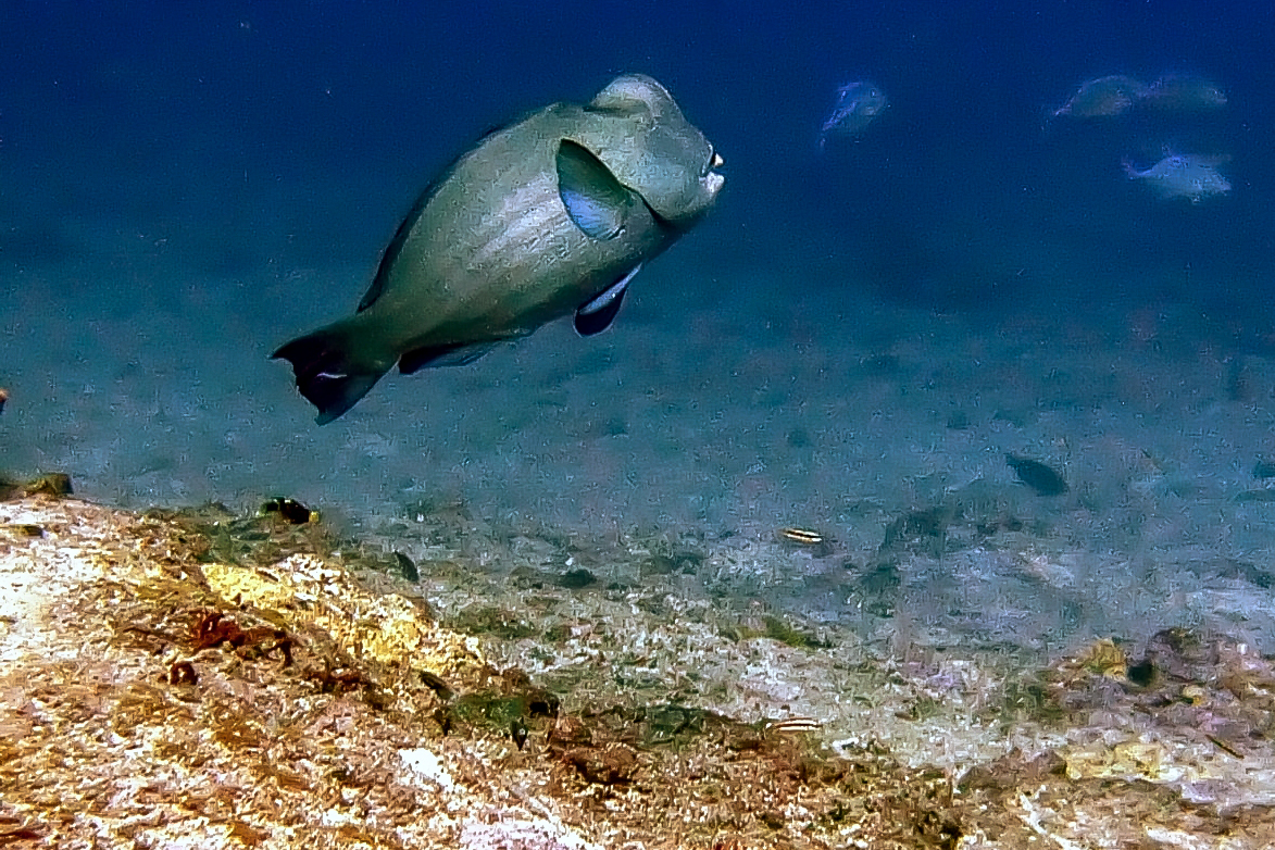 Bumb head parrot fish