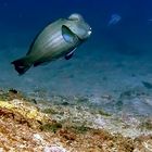 Bumb head parrot fish