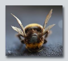 Bumble Bee