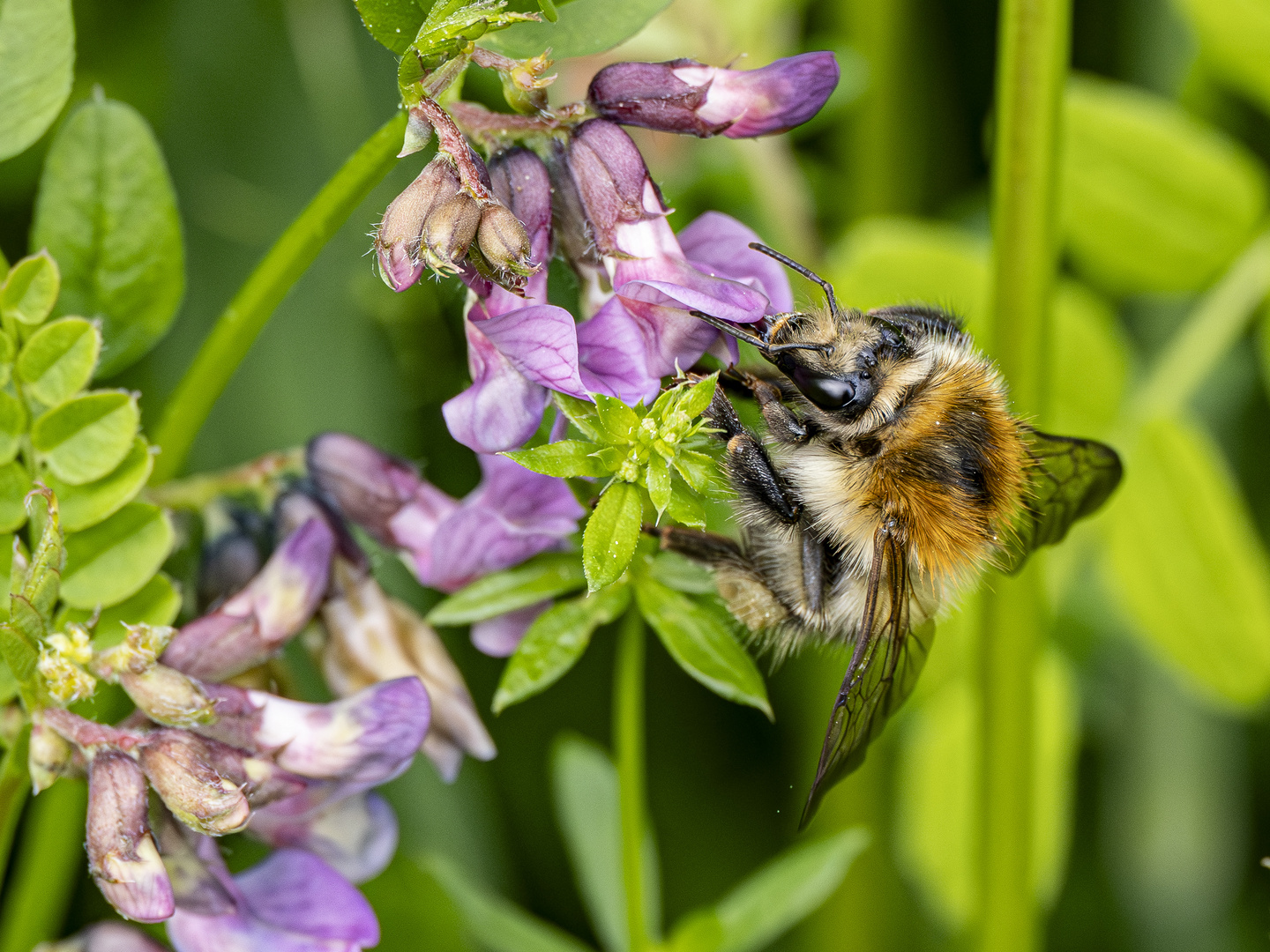 Bumble Bee