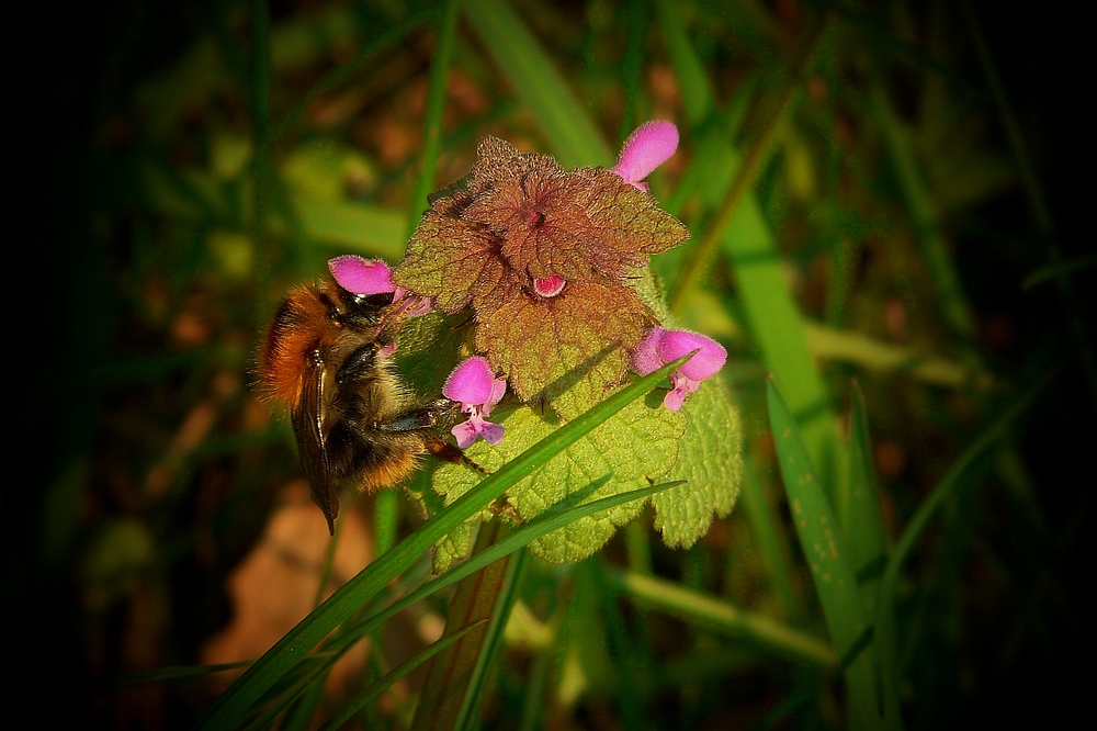 Bumble Bee