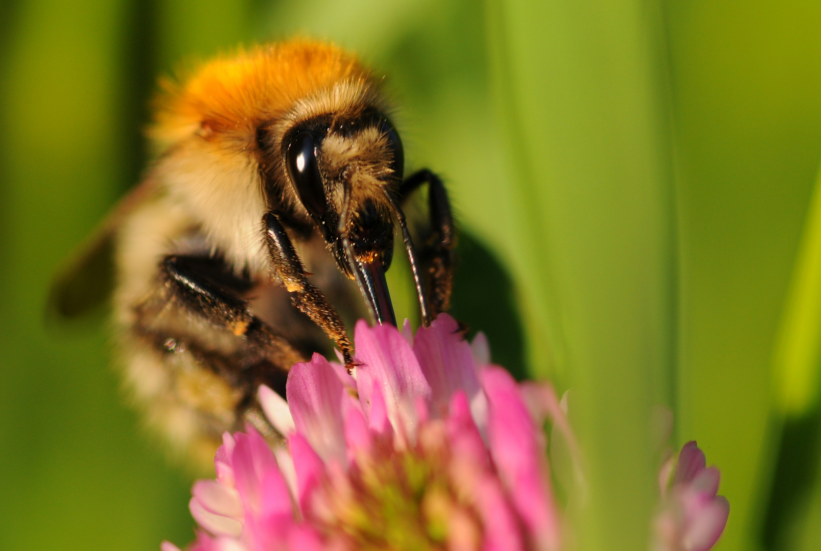 bumble bee