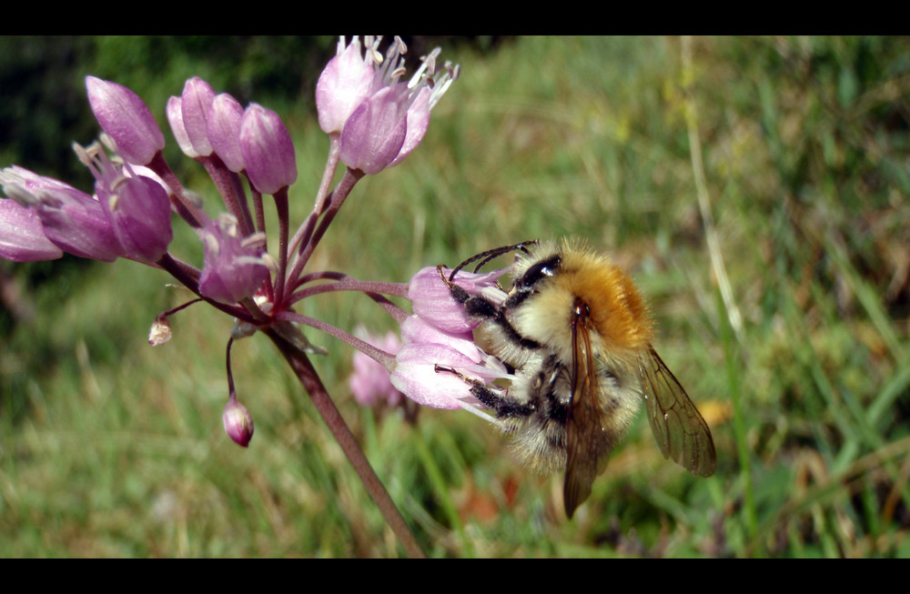 Bumble Bee