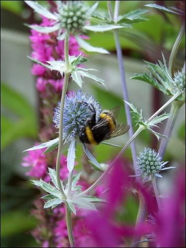 Bumble Bee and Flower