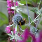 Bumble Bee and Flower