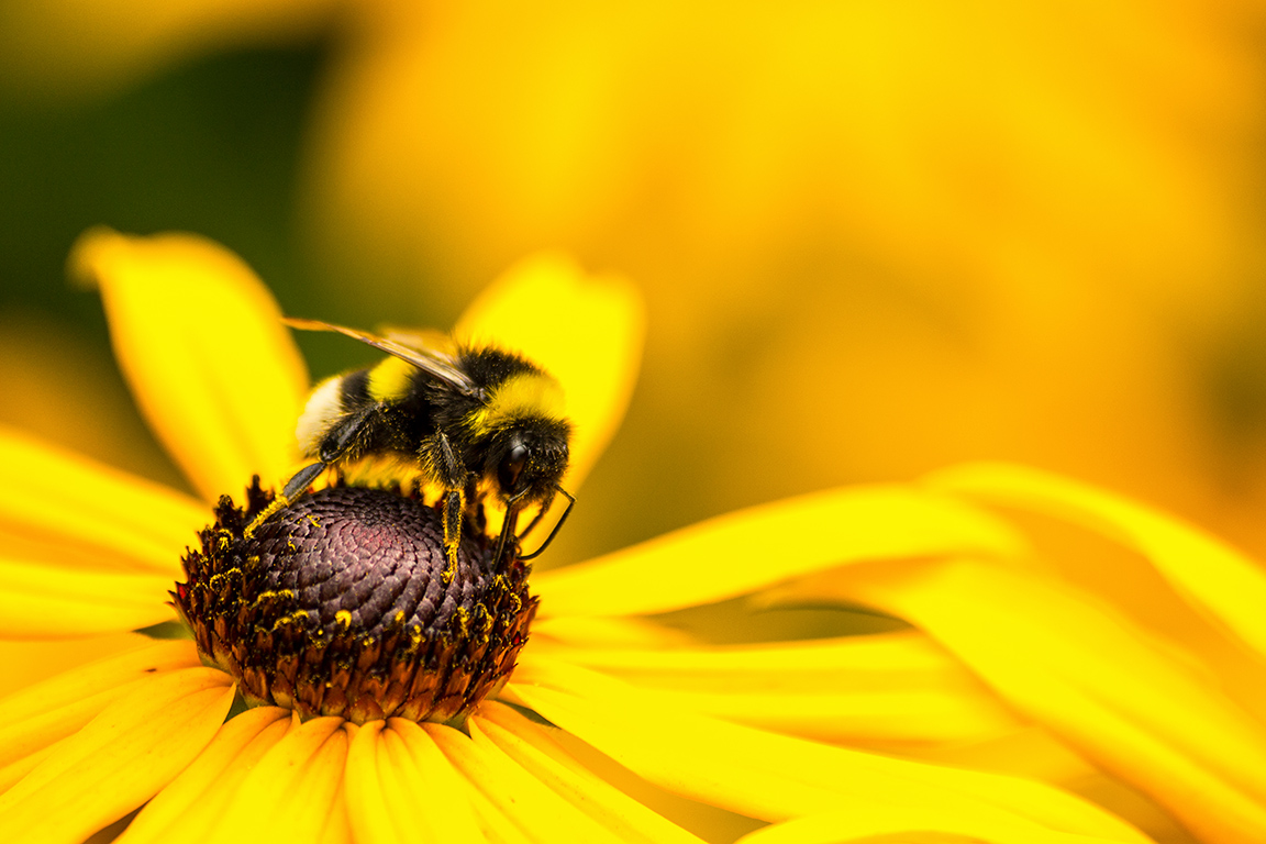 bumble bee at work...