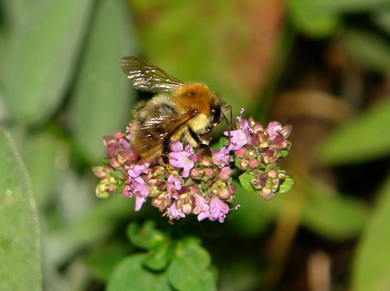 bumble-bee at work