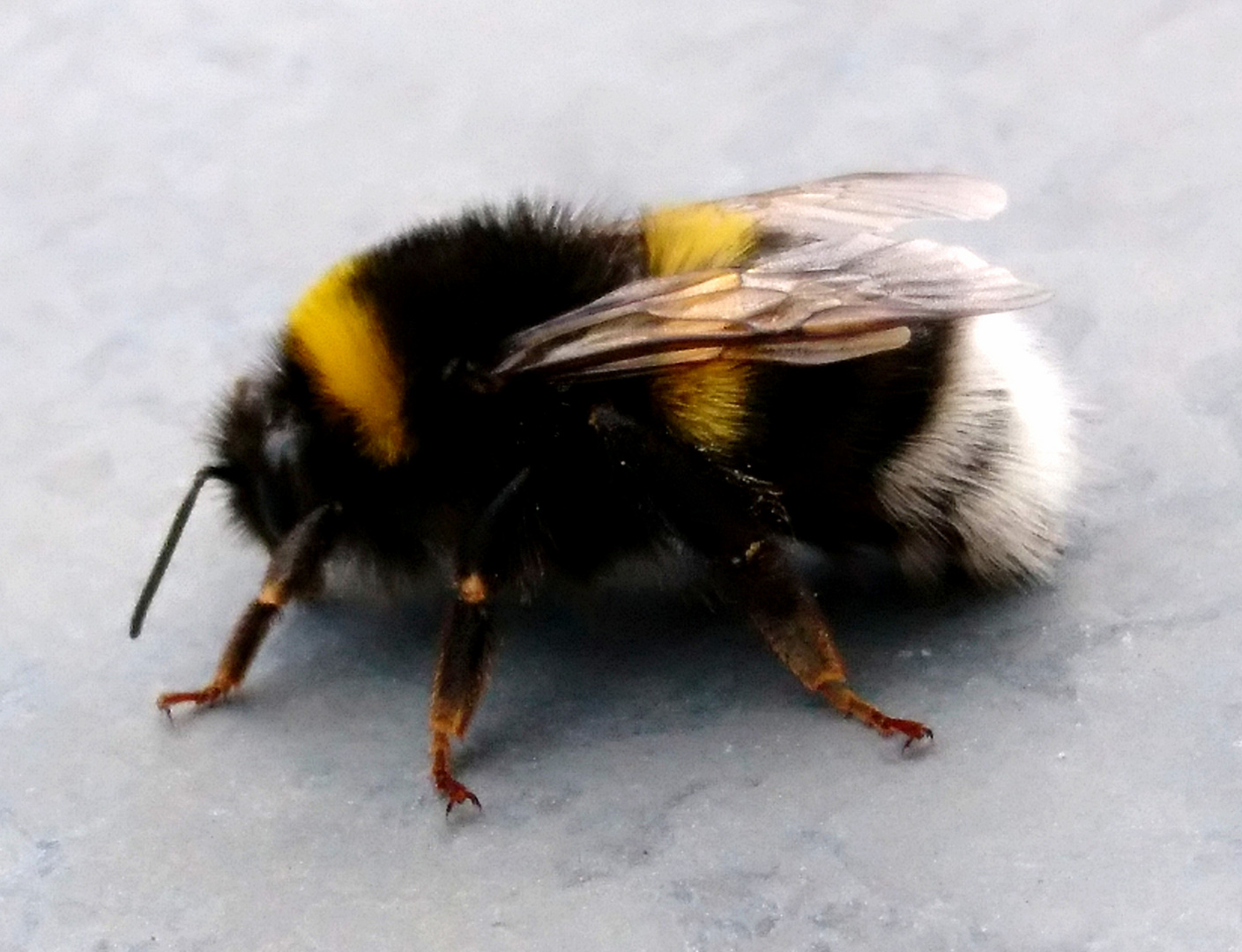 Bumble Bee