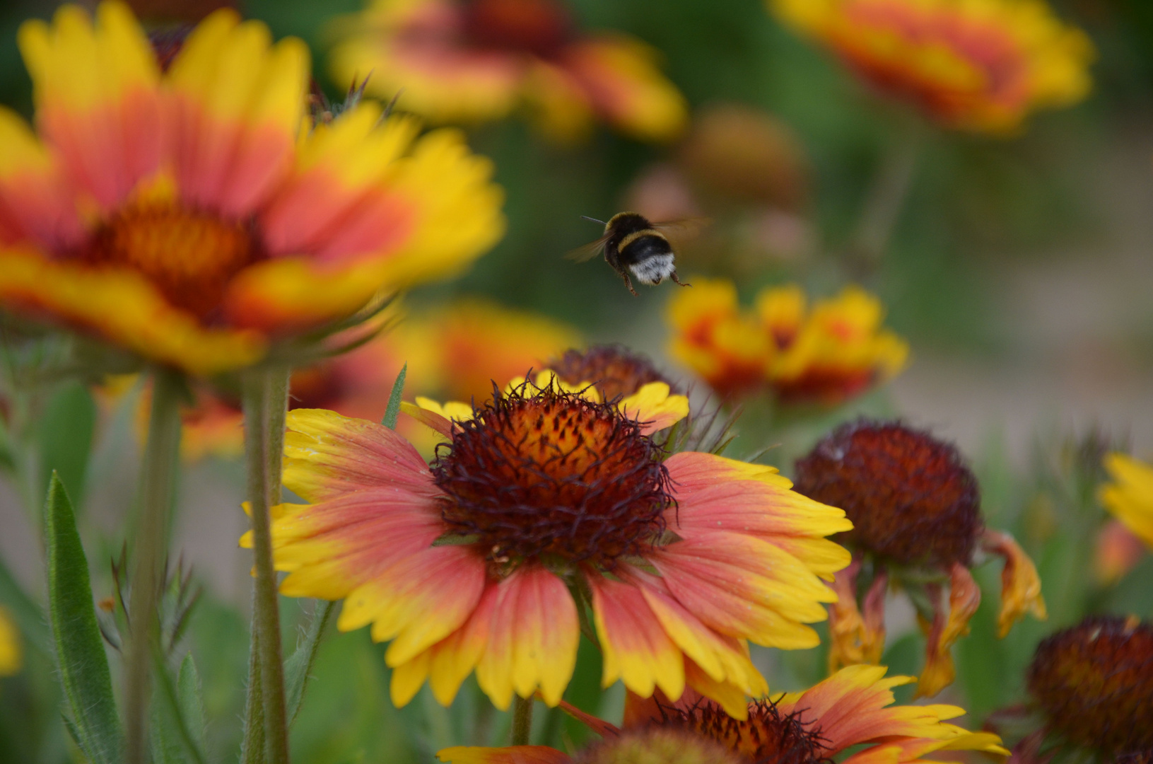 Bumble Bee Bear Down -- Bombus on Galliarda