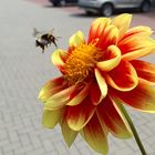 bumble-bee fly